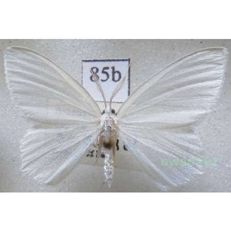 Jodis lactearia (Linnaeus, 1758) Czech85b